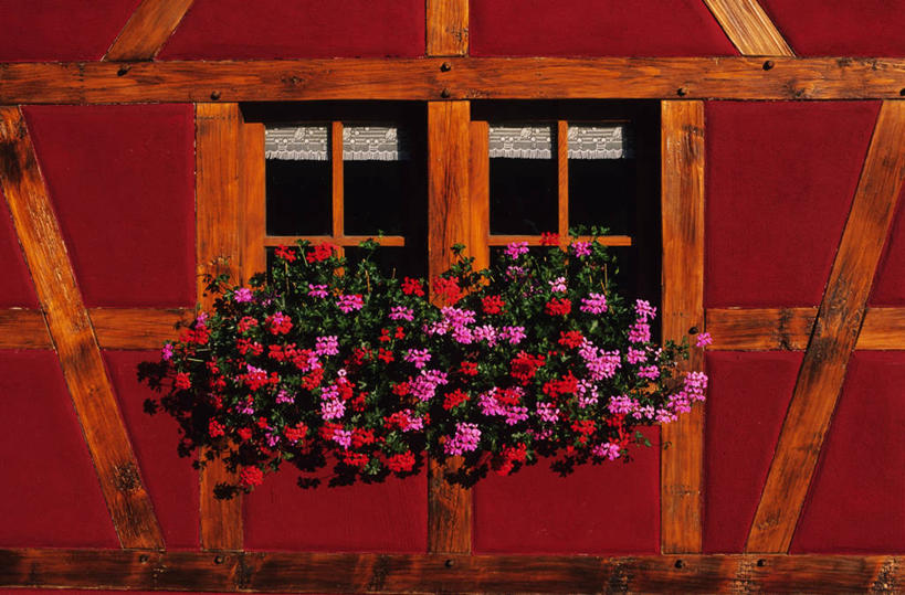 帆船,无人,家,横图,室外,白天,正面,度假,美景,植物,城市风光,城市,船,法国,欧洲,阴影,盛开,光线,盆栽,影子,房屋,墙,屋子,景观,盆景,花蕾,娱乐,楼房,墙壁,墙面,住宅,花,花瓣,花朵,鲜花,粉色,红色,绿色,阳光,自然,交通工具,花苞,花蕊,享受,休闲,景色,放松,生长,成长,洋绣球,天竺葵,阿尔萨斯,西欧,法兰西,载具,法兰西共和国,法兰西第五共和国,驱蚊草,日烂红,入腊红,石腊红,洋葵,阿尔萨斯大区,彩图,房子,下莱茵省,布利安斯克维莱