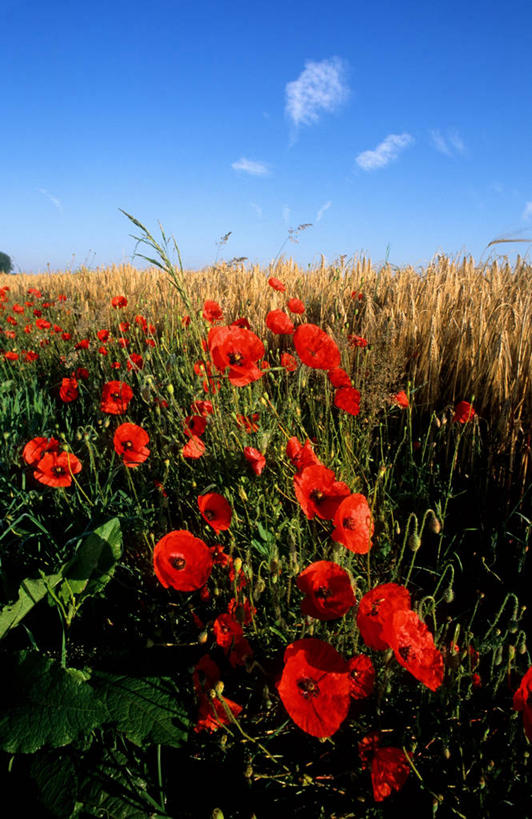无人,竖图,室外,白天,正面,旅游,度假,草地,草坪,花海,花圃,美景,植物,罂粟,叶子,法国,欧洲,许多,阴影,盛开,光线,影子,景观,云,云朵,草药,很多,花蕾,云彩,娱乐,中药,草,花,花瓣,花朵,花卉,鲜花,红色,蓝色,绿色,白云,蓝天,天空,阳光,自然,花丛,花束,花田,天,花苞,花蕊,享受,休闲,景色,放松,晴朗,毒品,西欧,法兰西,自然风光,药材,中草药,中药材,本草,法兰西共和国,止痛,镇静,安眠,法兰西第五共和国,上诺曼底,上诺曼底大区,滨海塞纳省,费康,晴空,罂粟花,米囊花,彩图,东方罂粟,鬼罂粟