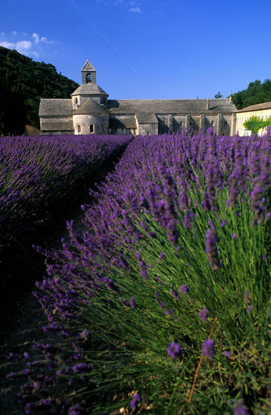 无人,竖图,室外,白天,正面,爱情,旅游,度假,草地,草坪,花海,花圃,名胜古迹,山,山脉,植物,标志建筑,地标,建筑,叶子,法国,欧洲,许多,阴影,节日,遗迹,盛开,光线,影子,墙,屋顶,山峰,山峦,很多,浪漫,花蕾,顶棚,古迹,文化,文物,娱乐,建设,古建筑,墙壁,墙面,草,花,花瓣,花朵,花卉,鲜花,树,树木,蓝色,绿色,紫色,灰色,蓝天,天空,阳光,自然,香草,花丛,花束,花田,群山,天,花苞,花蕊,薰衣草,祈祷,享受,休闲,健康,旅游胜地,放松,许愿,宗教,信仰,生长,晴朗,成长,纪念,祈求,基督教,西欧,沃克吕兹省,天主教,法兰西,修道院,呼吸,信念,古文明,万里无云,法兰西共和国,灵香草,黄香草,法兰西第五共和国,奇迹,普罗旺斯.阿尔卑斯.蓝色海岸,神学院,修院,隐修院,塞南克修道院,塞农克修道院,平安,晴空,晴空万里,彩图