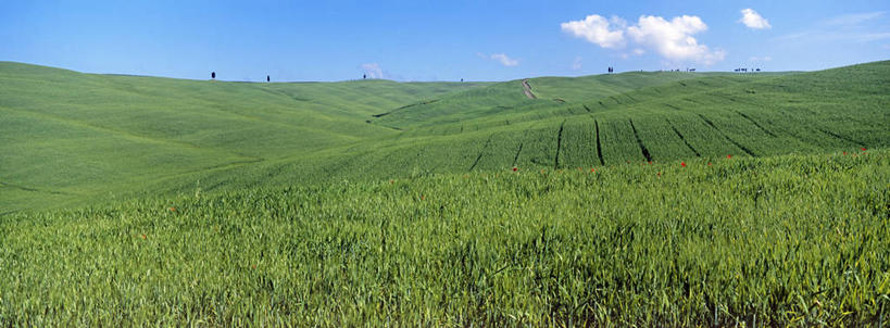 无人,农田,横图,全景,室外,白天,正面,旅游,度假,庄稼,农作物,小麦,草地,草坪,美景,树林,天际线,植物,意大利,欧洲,阴影,光线,影子,景观,云,云朵,谷物,麦田,云彩,娱乐,草,树,树木,蓝色,绿色,白云,蓝天,天空,阳光,自然,天,享受,休闲,景色,放松,麦子,生长,晴朗,成长,托斯卡纳,锡耶纳,南欧,自然风光,意大利共和国,托斯卡纳大区,晴空,彩图,耕地,庄稼田,阿米亚塔山,奥尔恰谷