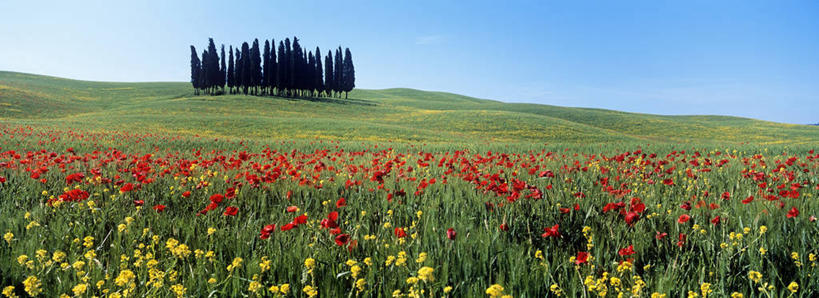 无人,农田,横图,全景,室外,白天,正面,旅游,度假,庄稼,农作物,小麦,草地,草坪,花海,花圃,美景,树林,天际线,植物,罂粟,叶子,意大利,欧洲,许多,阴影,盛开,光线,影子,景观,云,云朵,谷物,草药,很多,麦田,花蕾,云彩,娱乐,中药,草,花,花瓣,花朵,花卉,鲜花,树,树木,黄色,红色,蓝色,绿色,白云,蓝天,天空,阳光,自然,花丛,花束,花田,天,花苞,花蕊,享受,休闲,景色,放松,麦子,生长,晴朗,成长,毒品,托斯卡纳,锡耶纳,南欧,自然风光,药材,中草药,中药材,本草,意大利共和国,止痛,镇静,安眠,托斯卡纳大区,晴空,罂粟花,米囊花,彩图,耕地,庄稼田,阿米亚塔山,奥尔恰谷
