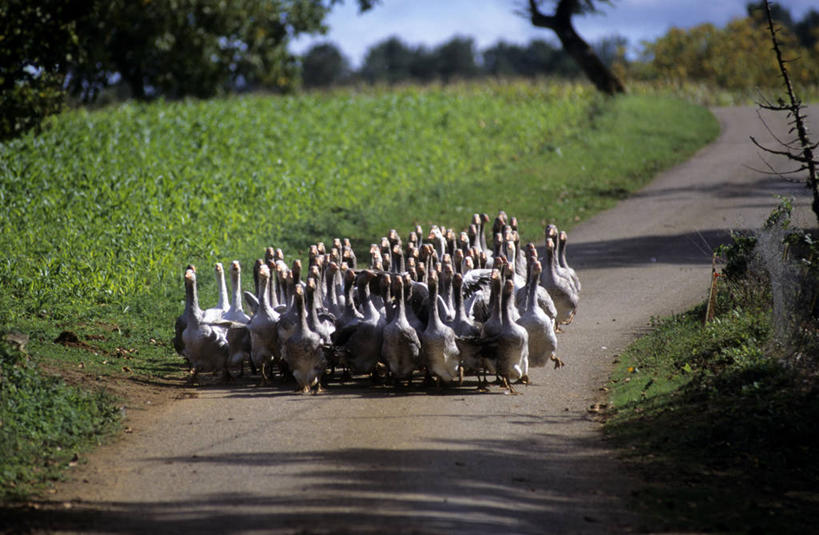 无人,站,横图,室外,白天,正面,旅游,度假,草地,草坪,美景,植物,道路,路,鹅,鸟,法国,欧洲,一排,许多,阴影,整齐,并列,并排,光线,鸟类,水鸟,影子,景观,云,云朵,小路,交通,很多,云彩,注视,娱乐,草,树,树木,排列,蓝色,绿色,白云,蓝天,天空,阳光,自然,天,观察,看,站着,享受,休闲,景色,放松,生长,晴朗,成长,观看,察看,西欧,队列,关注,法兰西,自然风光,平行,法兰西共和国,阿基坦,法兰西第五共和国,多尔多涅省,亚魁当,阿基坦大区,多尔多涅,晴空,站立,彩图,全身,萨拉拉卡内达区,梅拉尔