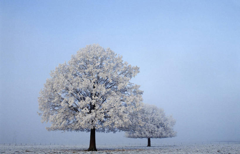 无人,横图,室外,白天,正面,美景,雪,植物,大雪,法国,欧洲,两棵,阴影,光线,影子,冰,积雪,景观,雪景,冬季,冬天,树,树木,蓝色,绿色,蓝天,天空,阳光,自然,天,景色,寒冷,生长,晴朗,成长,冰冷,西欧,法兰西,自然风光,雾凇,万里无云,法兰西共和国,法兰西第五共和国,严寒,冰凉,酷寒,凛冽,凛凛,极冷,树挂,北部.加来海峡,北部.加来海峡大区,诺尔.加莱大区,晴空,晴空万里,彩图