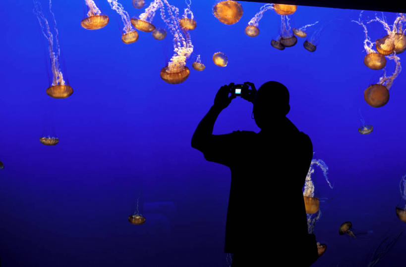 游泳,西方人,一个人,站,横图,室外,白天,旅游,度假,海底,水下,标志建筑,地标,建筑,相机,欧洲,美国,欧洲人,仅一个男性,仅一个人,许多,行人,游客,游人,握,阴影,服装,光线,影子,水底,灯光,很多,背光,美丽,注视,休闲装,娱乐,建设,路人,旅客,海洋生物,无脊椎动物,仅一个年轻男性,一个,拍照,背面,衣服,数码相机,观察,看,站着,享受,休闲,休闲服,旅游胜地,放松,握着,海底世界,摄影,服饰,单个,观看,察看,北美,北美洲,关注,加利福尼亚,水生动物,美洲,浮游动物,水生物,凶猛,逆光,海底动物,加州,加利福尼亚州,金州,黄金州,北亚美利加洲,亚美利加洲,泅水,蒙特雷,蒙特雷市,拍浮,过客,男人,男性,年轻男性,白种人,照相机,海床,水母,站立,半身,彩图,照相,蒙特雷湾水族馆,美利坚合众国