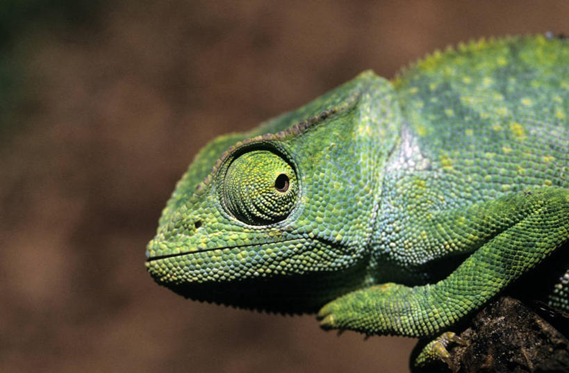头,无人,站,横图,室外,特写,白天,侧面,美景,变色龙,野生动物,非洲,阴影,朦胧,模糊,光线,影子,景观,注视,一只,绿色,阳光,自然,动物,观察,看,站着,景色,观看,察看,关注,自然风光,阿非利加洲,避役,多哥,多哥共和国,头部,站立,半身,彩图