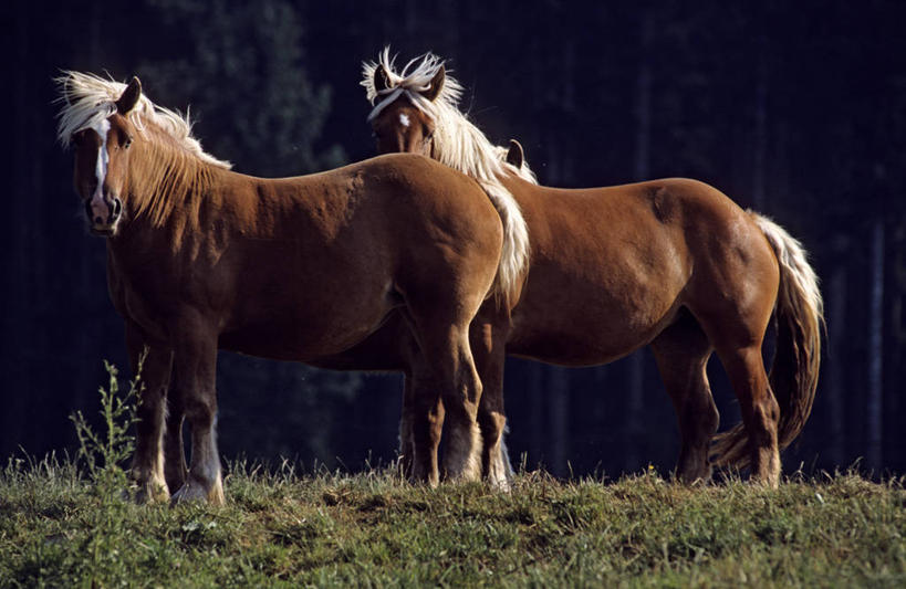 无人,站,横图,室外,白天,侧面,旅游,度假,草地,草坪,美景,植物,马,野生动物,法国,欧洲,阴影,光线,影子,景观,注视,娱乐,草,树,树木,绿色,阳光,自然,动物,观察,看,站着,两只,享受,休闲,景色,放松,运输,牲畜,生长,成长,观看,察看,西欧,关注,法兰西,自然风光,法兰西共和国,法兰西第五共和国,弗朗什.孔泰,弗朗什.孔泰大区,杜省,站立,彩图,全身,迈克