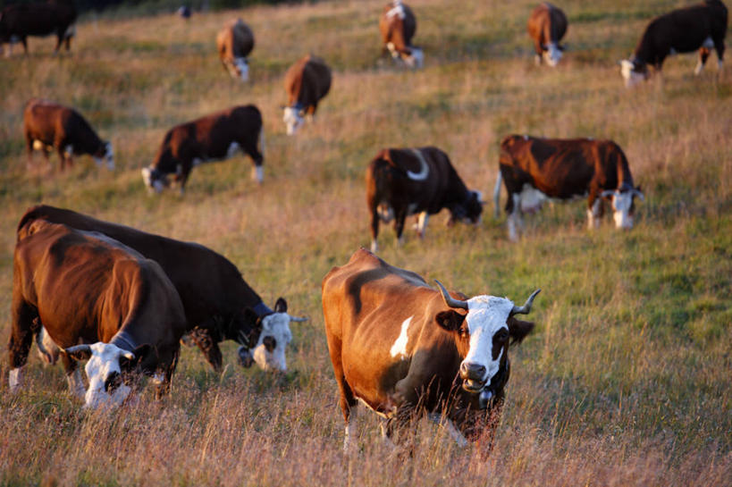 无人,站,横图,室外,白天,正面,旅游,度假,草地,草坪,美景,植物,牛,法国,欧洲,许多,阴影,朦胧,模糊,光线,影子,景观,很多,注视,娱乐,草,排列,绿色,阳光,自然,动物,观察,看,站着,享受,休闲,家畜,景色,放松,牲畜,观看,察看,西欧,关注,法兰西,自然风光,法兰西共和国,法兰西第五共和国,摆列,萨瓦省,站立,半身,彩图,布列,分列,罗讷.阿尔卑斯,罗讷.阿尔卑斯大区