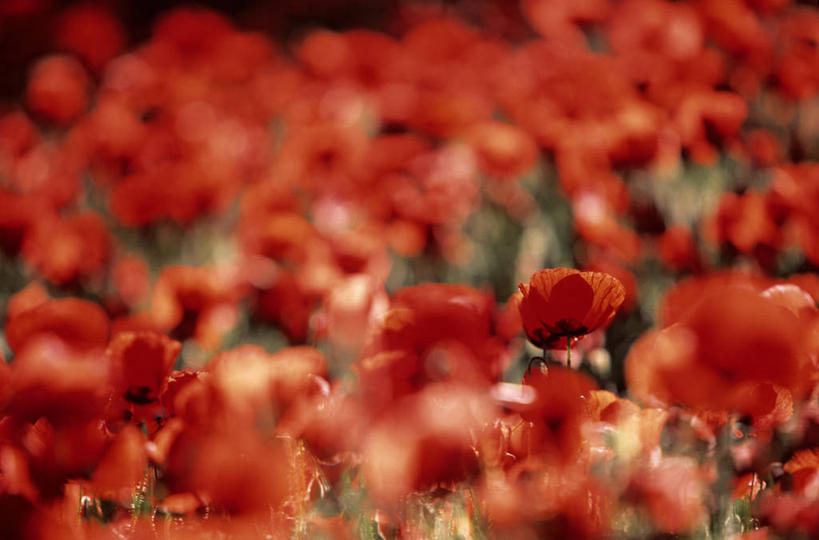 无人,横图,室外,白天,正面,花海,花圃,美景,植物,罂粟,叶子,法国,欧洲,阴影,朦胧,模糊,盛开,光线,影子,景观,草药,花蕾,中药,花,花瓣,花朵,花卉,鲜花,红色,绿色,阳光,自然,花丛,花束,花田,花苞,花蕊,景色,毒品,西欧,沃克吕兹省,法兰西,自然风光,药材,中草药,中药材,本草,法兰西共和国,止痛,镇静,安眠,红罂粟,法兰西第五共和国,普罗旺斯.阿尔卑斯.蓝色海岸,普罗旺斯.阿尔卑斯.蓝色海岸大区,罂粟花,米囊花,彩图,吕贝隆山区