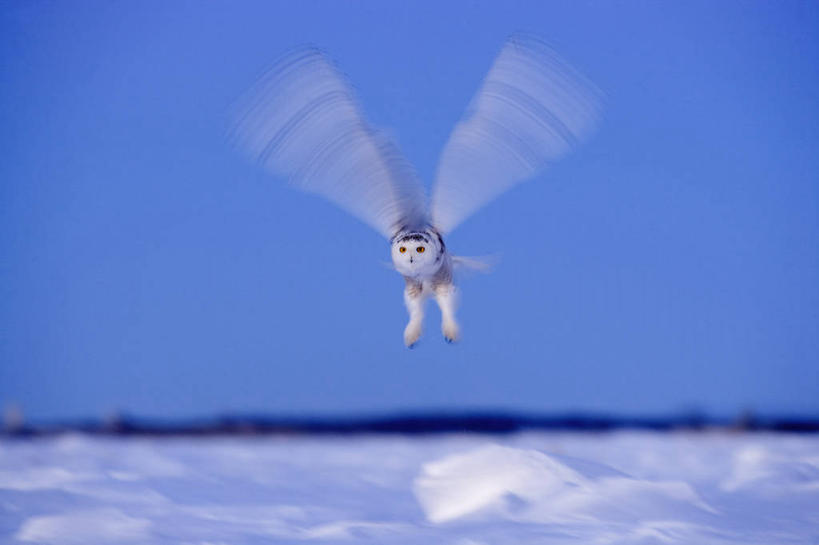 无人,横图,室外,白天,正面,旅游,度假,美景,鸟,野生动物,加拿大,飞翔,伸展,张开,展翅,朦胧,模糊,飞行,翅膀,鸟类,景观,翱翔,娱乐,飞,一只,蓝色,蓝天,天空,自然,动物,天,享受,休闲,景色,放松,北美,北美洲,自然风光,美洲,凶猛,张开翅膀,雪鸮,雪枭,北亚美利加洲,亚美利加洲,白鸮,白夜猫子,雪猫头鹰,魁北克省,展开翅膀,怪鸱,鸺鸱,残暴,凶残,鸮,枭,彩图,全身,古壁省,魁省,鸱鸮,鸮角鸱