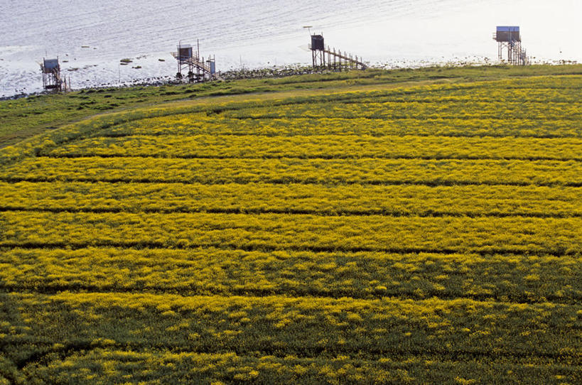 无人,农田,横图,俯视,航拍,室外,白天,旅游,度假,庄稼,农作物,美景,法国,欧洲,阴影,光线,影子,景观,娱乐,天空,阳光,自然,天,享受,休闲,景色,放松,西欧,鸟瞰,法兰西,自然风光,法兰西共和国,法兰西第五共和国,普瓦图.夏朗德,普瓦图.夏朗德大区,滨海夏朗德省,彩图,高角度拍摄,耕地,庄稼田,鲁瓦昂,鲁瓦扬