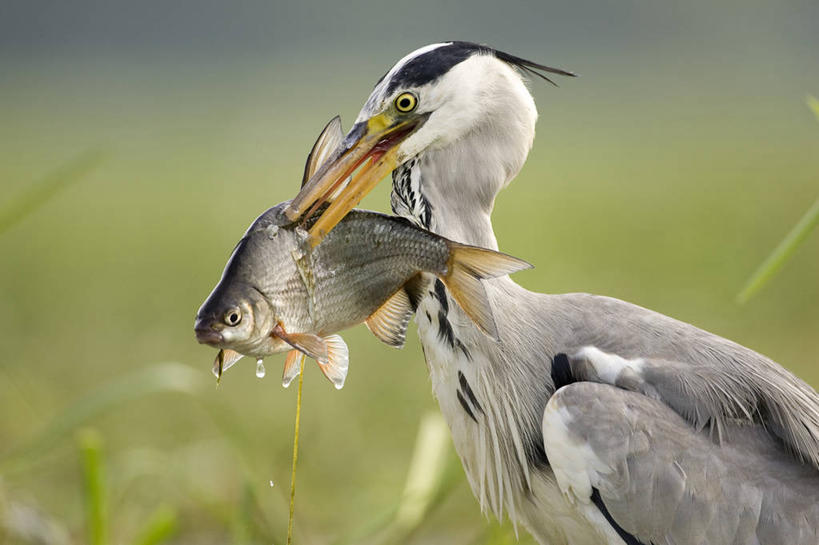 无人,站,横图,室外,白天,侧面,草地,草坪,美景,植物,鸟,法国,欧洲,咬,朦胧,模糊,苍鹭,鸟类,鱼,景观,注视,鱼类,草,绿色,自然,观察,看,站着,两只,景色,观看,咬着,察看,西欧,关注,法兰西,自然风光,法兰西共和国,卢瓦尔河地区,法兰西第五共和国,灰鹳,卢瓦尔,卢瓦尔大区,卢瓦尔河大区,曼恩.卢瓦尔省,站立,半身,彩图