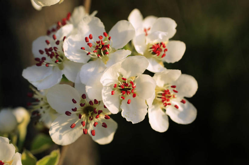 无人,横图,室外,特写,白天,正面,美景,法国,欧洲,阴影,朦胧,模糊,盛开,光线,影子,景观,花蕾,花,花瓣,花朵,鲜花,白色,阳光,自然,花苞,花蕊,景色,梨花,西欧,法兰西,自然风光,纯真,离别,法兰西共和国,法兰西第五共和国,彩图