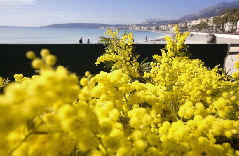无人,横图,室外,白天,正面,购物,度假,消费,海浪,海洋,美景,城市风光,城市,含羞草,法国,欧洲,阴影,盛开,光线,影子,景观,浪花,云,云朵,集市,市场,花蕾,云彩,娱乐,花,花瓣,花朵,鲜花,黄色,蓝色,白云,蓝天,天空,阳光,海水,天,花苞,花蕊,享受,休闲,景色,放松,金融,晴朗,西欧,法兰西,选购,贸易,海景,滨海阿尔卑斯,法兰西共和国,法兰西第五共和国,普罗旺斯.阿尔卑斯.蓝色海岸,普罗旺斯.阿尔卑斯.蓝色海岸大区,滨海阿尔卑斯省,大海,风浪,海,海水的波动,近岸浪,涌浪,晴空,知羞草,怕丑草,感应草,彩图,芒通