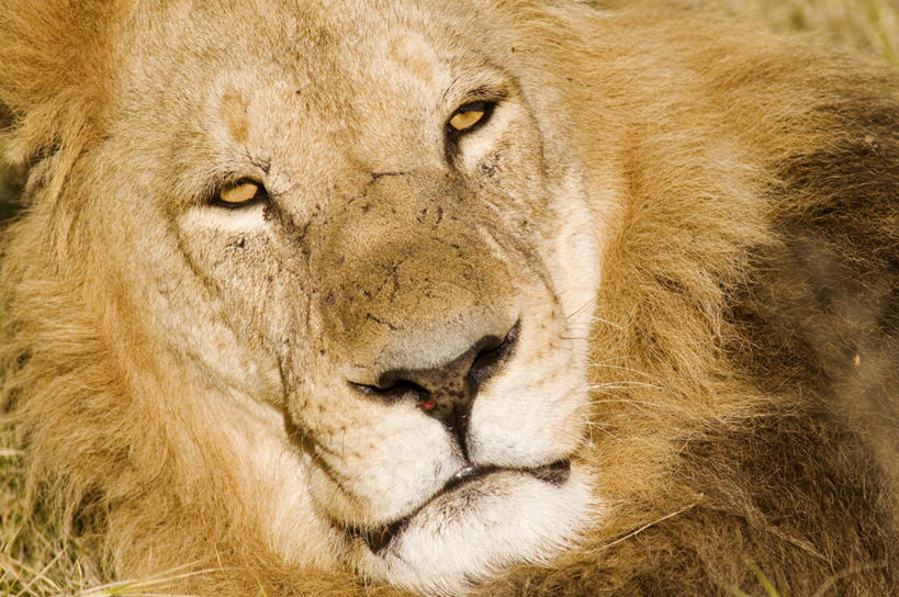 头,无人,横图,室外,特写,白天,正面,美景,哺乳动物,野生动物,狮子,非洲,博茨瓦纳,一头,阴影,光线,影子,景观,注视,阳光,自然,动物,观察,看,景色,观看,察看,关注,自然风光,凶猛,波札那,博茨瓦纳共和国,残暴,凶残,头部,半身,彩图