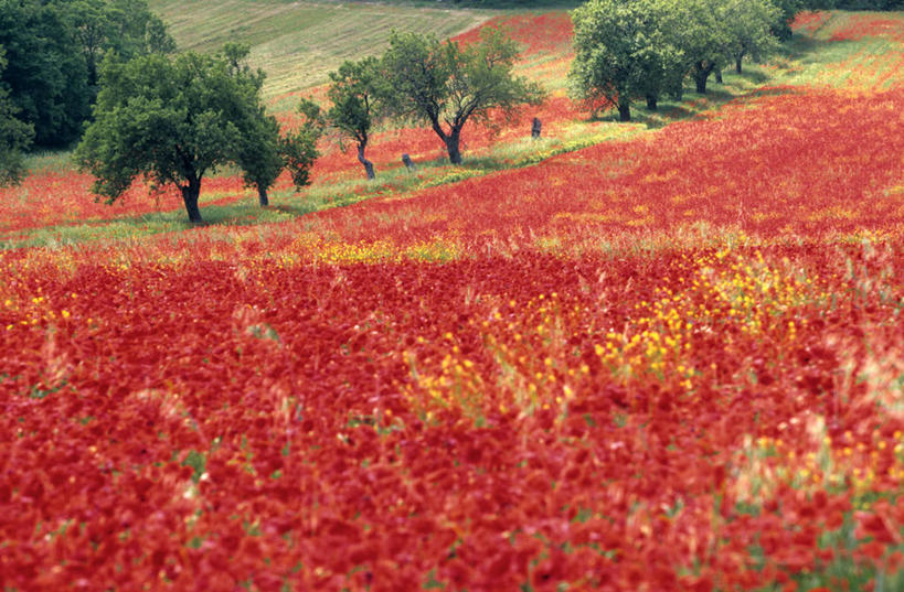 无人,横图,室外,白天,正面,旅游,度假,草地,草坪,花海,花圃,美景,植物,罂粟,叶子,法国,欧洲,盛开,景观,草药,花蕾,娱乐,中药,草,花,花瓣,花朵,花卉,鲜花,树,树木,红色,绿色,自然,花丛,花束,花田,花苞,花蕊,享受,休闲,景色,放松,生长,成长,毒品,西欧,法兰西,自然风光,药材,中草药,艾克斯,中药材,本草,法兰西共和国,止痛,镇静,安眠,红罂粟,法兰西第五共和国,普罗旺斯.阿尔卑斯.蓝色海岸,普罗旺斯.阿尔卑斯.蓝色海岸大区,罗讷河口省,罗讷河口,罂粟花,米囊花,彩图,普罗旺斯地区艾克斯,莱斯佩尼斯米拉波