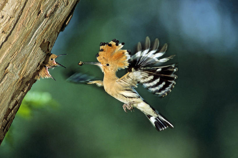 无人,横图,室外,白天,侧面,美景,鸟,法国,欧洲,飞翔,伸展,张开,展翅,阴影,朦胧,模糊,飞行,光线,翅膀,鸟类,影子,景观,树桩,翱翔,飞,树,树干,阳光,自然,张嘴,两只,木桩,景色,西欧,法兰西,自然风光,张大嘴巴,张开翅膀,法兰西共和国,卢瓦尔河地区,法兰西第五共和国,戴胜,戴胜鸟,鸡冠鸟,山和尚,展开翅膀,卢瓦尔,卢瓦尔大区,卢瓦尔河大区,曼恩.卢瓦尔省,张开嘴,彩图,全身