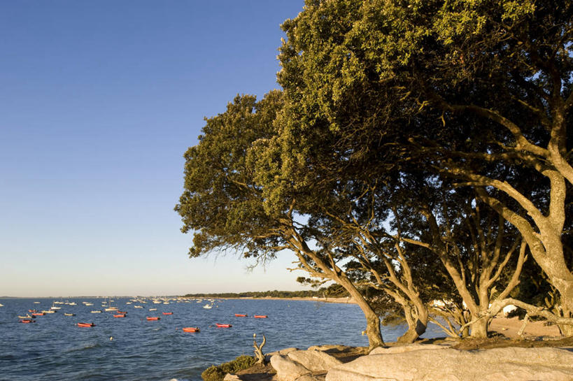 无人,横图,室外,白天,正面,旅游,度假,海浪,海洋,美景,沙滩,树林,植物,法国,欧洲,阴影,光线,沙子,影子,海岸,景观,浪花,水平线,辽阔,海平线,沙地,娱乐,树,树木,蓝色,绿色,蓝天,天空,阳光,自然,海水,天,享受,休闲,广阔,景色,放松,生长,晴朗,成长,一望无际,西欧,法兰西,自然风光,海景,万里无云,法兰西共和国,卢瓦尔河地区,法兰西第五共和国,无边无际,一马平川,卢瓦尔,卢瓦尔大区,卢瓦尔河大区,旺代省,大海,风浪,海,海水的波动,海滩,近岸浪,涌浪,晴空,晴空万里,彩图,水天相接,水天一线