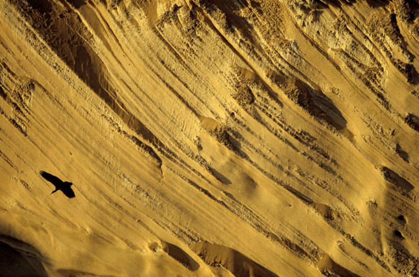 无人,横图,室外,白天,正面,旅游,度假,石头,美景,鸟,野生动物,非洲,摩洛哥,飞翔,伸展,张开,展翅,阴影,飞行,光线,翅膀,鸟类,石子,影子,景观,翱翔,娱乐,飞,一只,阳光,自然,动物,享受,休闲,景色,放松,自然风光,张开翅膀,朱鹭,阿非利加洲,日本风头鹮,朱鹮,摩洛哥王国,阿加迪尔,展开翅膀,阿加迪尔省,石块,岩石,彩图,全身,隐鹮