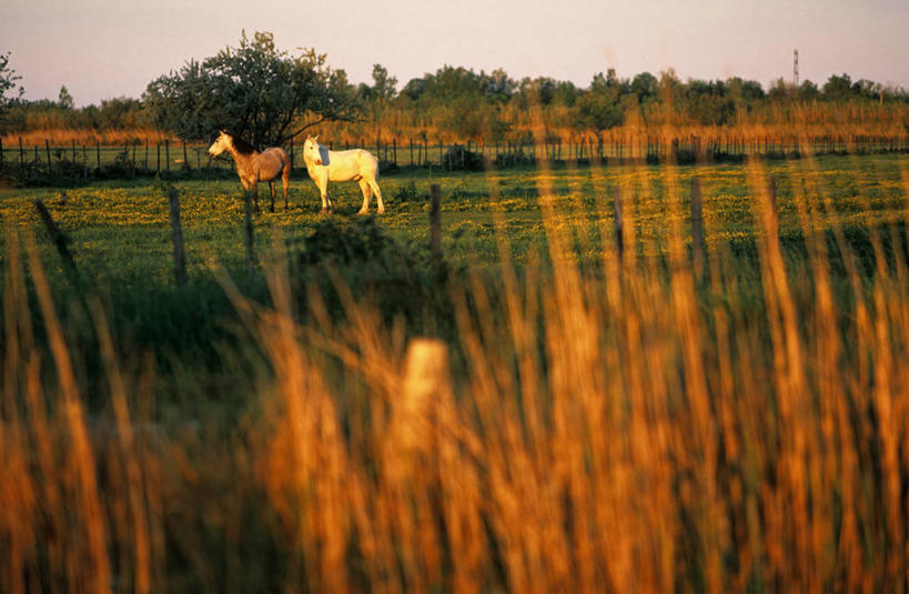 无人,站,横图,室外,白天,侧面,旅游,度假,草地,草坪,美景,日落,植物,马,野生动物,法国,欧洲,景观,晚霞,霞光,落日,娱乐,草,树,树木,绿色,自然,黄昏,动物,站着,享受,休闲,景色,彩霞,放松,运输,牲畜,生长,成长,两匹,西欧,法兰西,自然风光,法兰西共和国,阿尔勒,法兰西第五共和国,夕照,薄暮,罗纳河口,普罗旺斯.阿尔卑斯.蓝色海岸,普罗旺斯.阿尔卑斯.蓝色海岸大区,罗讷河口省,卡马尔格,夕阳,站立,彩图,全身,傍晚,斜阳