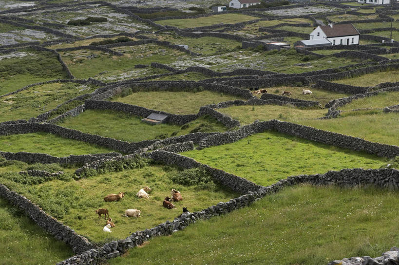 无人,家,农田,横图,俯视,航拍,室外,白天,旅游,度假,庄稼,农作物,草地,草坪,美景,植物,牛,爱尔兰,欧洲,一群,许多,房屋,屋子,景观,很多,娱乐,楼房,住宅,草,树,树木,绿色,自然,动物,享受,休闲,家畜,景色,放松,牲畜,生长,成长,西欧,鸟瞰,自然风光,爱尔兰共和国,康诺特省,阿伦群岛,高威郡,戈尔韦郡,彩图,高角度拍摄,全身,耕地,庄稼田,房子,伊尼什马恩岛