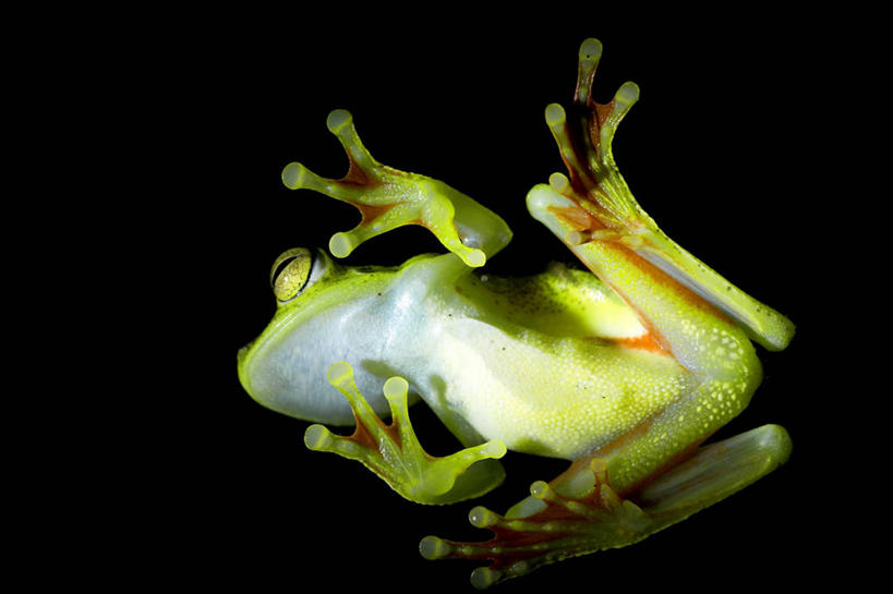 无人,站,横图,室外,特写,白天,仰视,美景,青蛙,野生动物,哥斯达黎加,黑色背景,景观,注视,一只,绿色,自然,动物,观察,看,站着,景色,可爱,活泼,观看,察看,北美,北美洲,关注,自然风光,美洲,北亚美利加洲,亚美利加洲,哥斯达黎加共和国,彭塔雷纳斯省,站立,彩图,低角度拍摄,全身