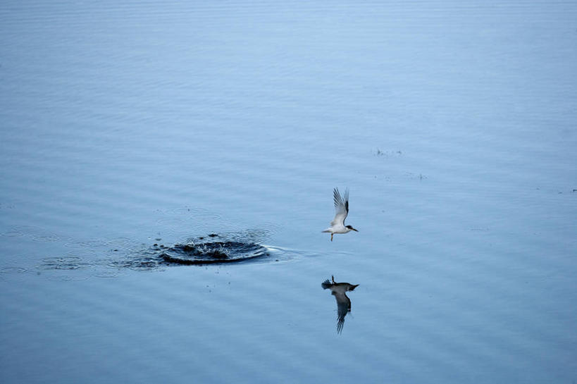 无人,横图,俯视,室外,白天,旅游,度假,湖,湖泊,美景,水,鸟,野生动物,法国,欧洲,飞翔,伸展,张开,展翅,波纹,飞行,翅膀,鸟类,燕鸥,湖面,景观,水流,水面,涟漪,翱翔,娱乐,飞,一只,倒影,水纹,自然,动物,波浪,湖水,享受,休闲,景色,放松,可爱,活泼,倒映,西欧,法兰西,自然风光,张开翅膀,法兰西共和国,卢瓦尔河地区,水晕,法兰西第五共和国,反照,展开翅膀,卢瓦尔,卢瓦尔大区,卢瓦尔河大区,旺代省,白颊燕鸥,小海燕,小燕鸥,彩图,高角度拍摄,全身,益鸟