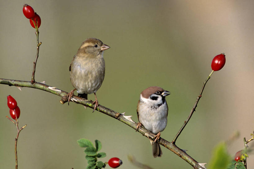 无人,站,横图,室外,白天,正面,美景,鸟,浆果,水果,叶子,法国,欧洲,阴影,朦胧,模糊,新鲜,光线,麻雀,鸟类,影子,景观,生食,食品,果实,绿叶,枝条,扭头,注视,树枝,食物,红色,阳光,自然,观察,看,站着,转头,两只,嫩叶,景色,有机食品,绿色食品,观看,察看,西欧,关注,法兰西,自然风光,家雀,法兰西共和国,卢瓦尔河地区,法兰西第五共和国,霍雀,老家贼,虬枝,枝杈,卢瓦尔,卢瓦尔大区,卢瓦尔河大区,曼恩.卢瓦尔省,嘉宾,树麻雀,瓦雀,只只,叶,叶片,站立,彩图,全身