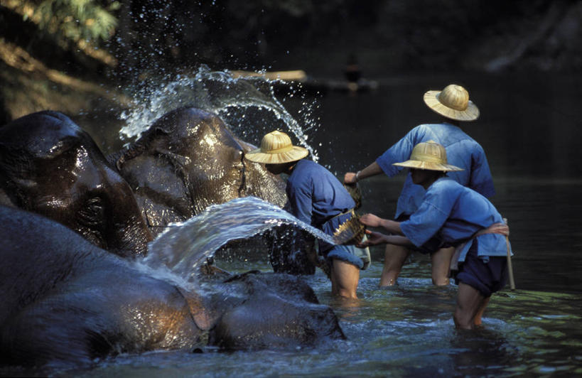 东方人,三个人,伙伴,朋友,站,横图,室外,白天,侧面,民族服装,友谊,合作,团队,沙滩,水,哺乳动物,大象,野生动物,帽子,泰国,亚洲,握,阴影,飞溅,溅,光线,草帽,沙子,液体,影子,河岸,河滩,水滴,沙地,注视,黄种人,澜沧江,水珠,阳光,动物,低头,观察,看,站着,战略,握着,东南亚,观看,察看,关注,喷洒,泰王国,清迈府,联合,合谋,三顶,荡涤,洗濯,垂头,九龙江,湄公河,清迈省,配合,协作,男人,男性,年轻男性,亚洲人,象,清洗,站立,彩图,全身,传统服装,民俗服