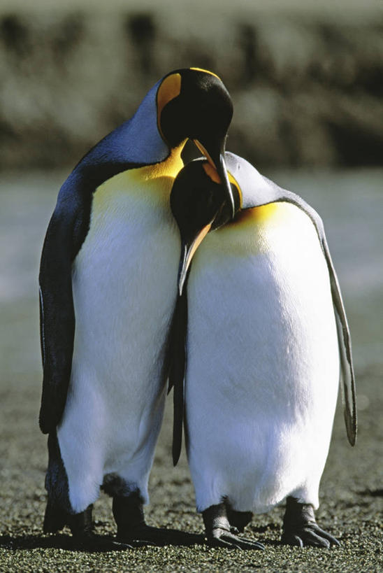 无人,站,竖图,室外,白天,正面,草地,草坪,植物,企鹅,野生动物,英国,欧洲,阴影,朦胧,模糊,光线,影子,注视,苏格兰,草,绿色,阳光,动物,观察,看,靠,靠着,倚靠,站着,两只,可爱,活泼,观看,察看,倚着,西欧,关注,帝企鹅,大不列颠,大不列颠及北爱尔兰联合王国,大不列颠联合王国,日不落英帝国,皇帝企鹅,苏格兰王国,皇企鹅,圣安德鲁斯,站立,彩图,全身