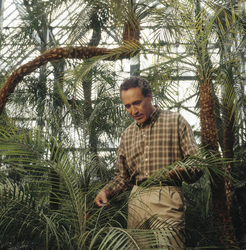 西方人,头发,一个人,站,竖图,室外,白天,正面,植物,棕榈树,叶子,欧洲,欧洲人,仅一个男性,仅一个人,仅一个中年男性,握,阴影,服装,光线,影子,绿叶,拿,拿着,注视,休闲装,树,树木,衣服,绿色,黑色,阳光,自然,低头,观察,看,站着,休闲,休闲服,嫩叶,握着,服饰,生长,成长,观看,察看,园艺师,关注,棕榈叶,男人,男性,中年男性,白种人,叶,叶片,站立,半身,彩图,短发