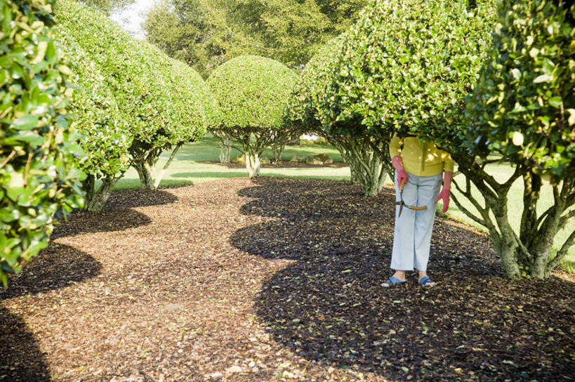 西方人,一个人,站,横图,室外,白天,正面,安全,草地,草坪,植物,道路,路,叶子,欧洲,欧洲人,仅一个女性,仅一个人,握,修剪,阴影,服装,光线,工具,剪刀,影子,园艺,小路,枯叶,落叶,防护,交通,拿,拿着,休闲装,草,树,树木,衣服,黄色,绿色,阳光,自然,手套,站着,休闲,休闲服,握着,服饰,仅一个老年女性,生长,成长,园林,保护,裁剪,剪子,剪裁,切割,保险,保全,周全,安稳,安定,防护手套,平安,老年女性,女人,女性,白种人,叶,叶片,站立,彩图,全身