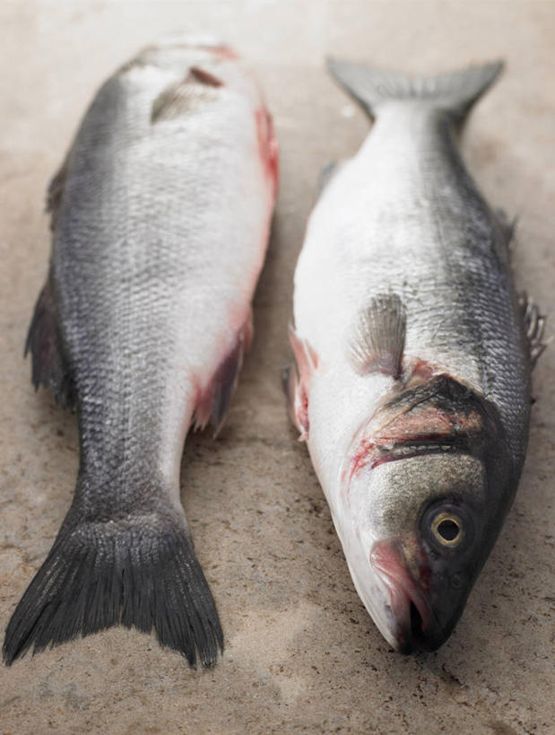 海鲜,无人,躺,竖图,俯视,室内,特写,白天,餐桌,桌子,两条,阴影,光线,鱼,影子,注视,水产,鱼类,海洋生物,观察,看,餐台,观看,察看,关注,水生动物,海产品,水生物,海底动物,大口黑鲈,黑鲈,加州鲈鱼,卧着,躺着,卧,彩图,高角度拍摄,全身