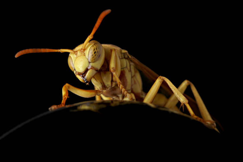无人,横图,特写,仰视,黑色背景,球体,摄影,黄蜂,彩图,低角度拍摄,影棚拍摄