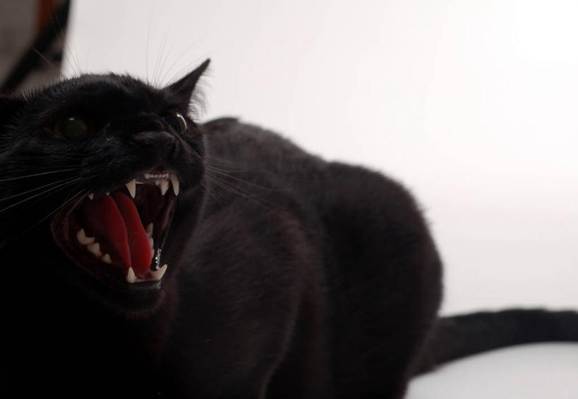 无人,横图,白色背景,宠物,猫,生气,黑色,张嘴,愤怒,摄影,恼怒,愤慨,怒气,气愤,发怒,怒火,情绪,进攻,脾气,张大嘴巴,忿怒,怨恨,强烈,气忿,愤恨,肝火,激动,张开嘴,彩图,影棚拍摄