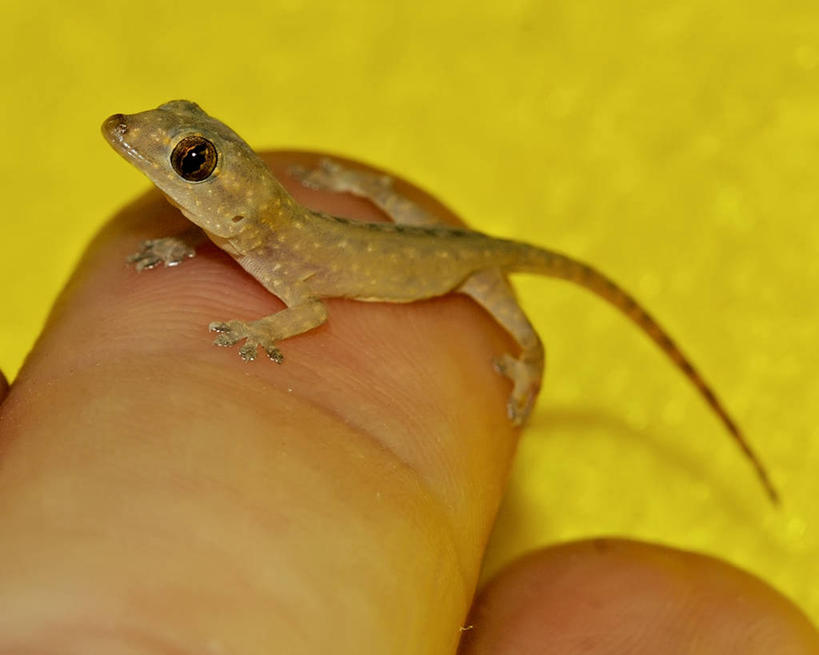 一个人,横图,特写,壁虎,野生动物,小的,自然,动物,手指,探索,人体,摄影,部分,彩图