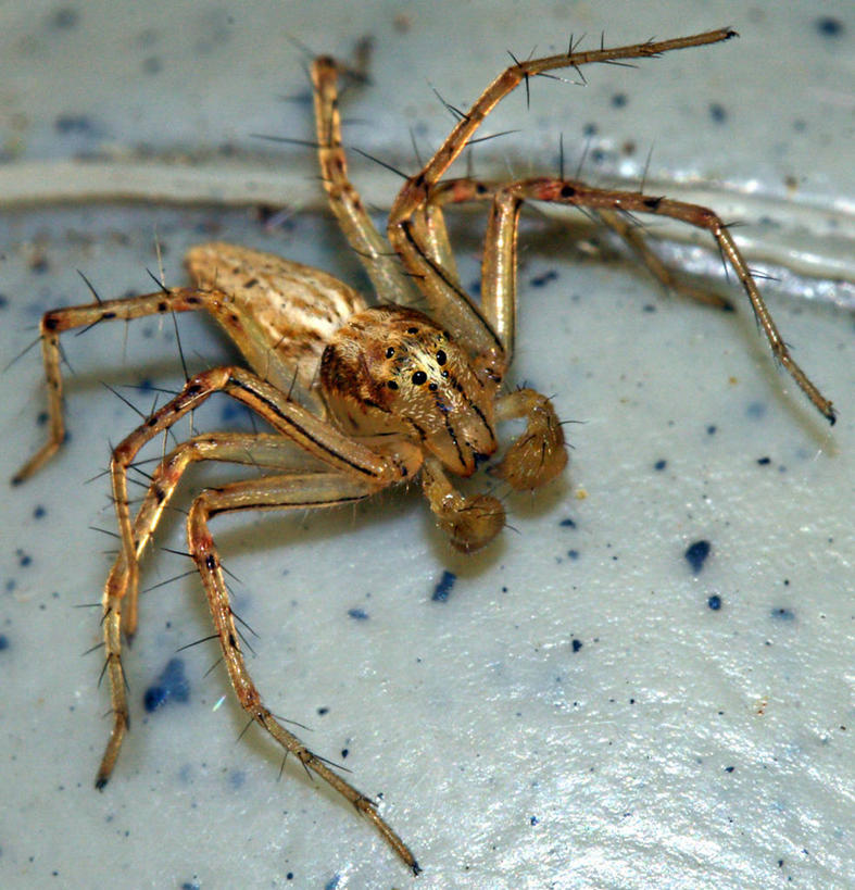 无人,竖图,俯视,室内,特写,白天,花盆,美国,昆虫,蜘蛛,褐色,自然,动物,摄影,部分,八脚螅,节肢动物,益虫,夏威夷群岛,波丝,太平洋岛屿,猫蛛,高角度拍摄