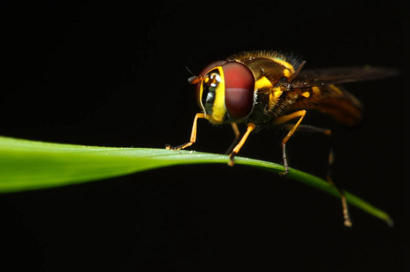 无人,横图,室外,特写,侧面,叶子,巴西,黑色背景,昆虫,摄影,栖息,食蚜蝇,复眼,彩图