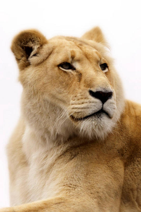 无人,竖图,室外,特写,白天,白色背景,野生动物,狮子,英国,雌狮,摄影,肖像,彩图