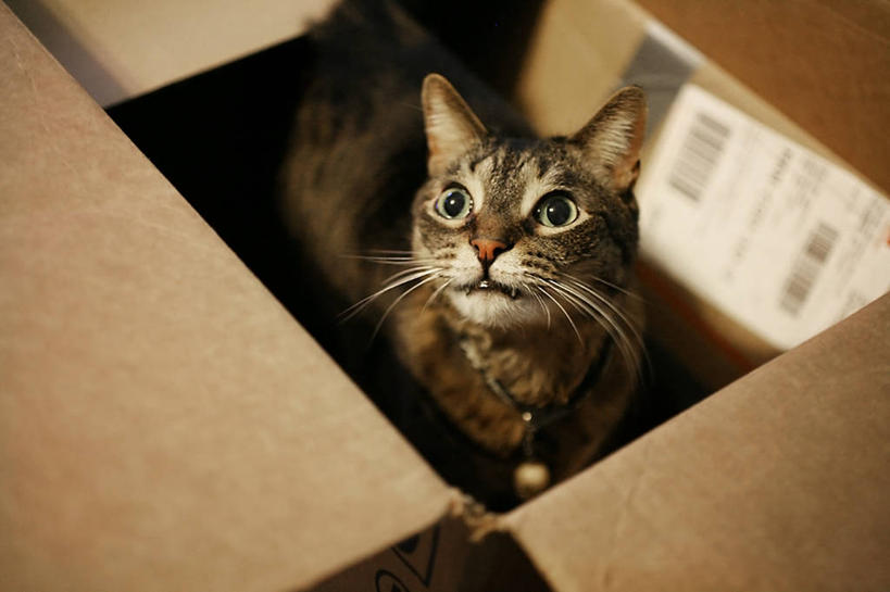 无人,横图,室内,白天,宠物,猫,纽约,美国,纸箱,向上看,摄影,惊奇,布鲁克林,半身,彩图,好奇心,海上运输