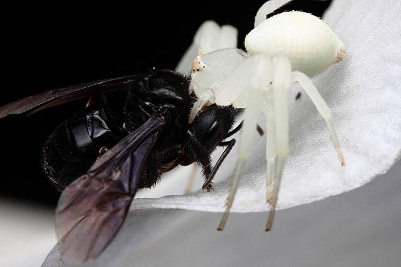 无人,吃,横图,室外,特写,夜晚,侧面,野生动物,蜜蜂,巴西,捕食,花瓣,白色,自然,南美,摄影,南美洲,拉丁美洲,美洲,巴西联邦共和国,亚美利加洲,南亚美利加洲,南大河州,南里奥格兰德州,蟹蛛,彩图