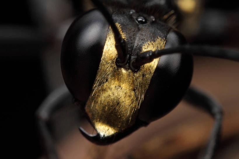 无人,横图,微距,野生动物,蜜蜂,巴西,黑色,摄影,彩图