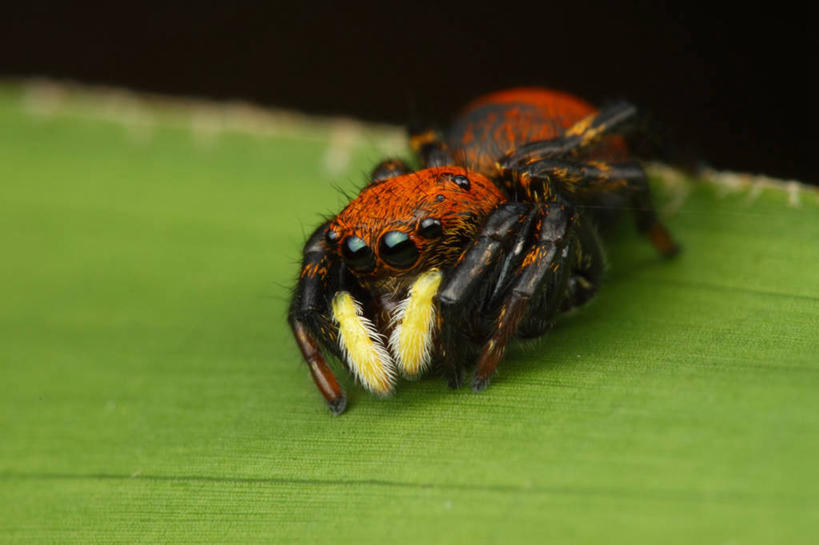 无人,横图,室外,特写,白天,野生动物,叶子,巴西,南美,摄影,南美洲,拉丁美洲,美洲,巴西联邦共和国,亚美利加洲,南亚美利加洲,南大河州,南里奥格兰德州,彩图