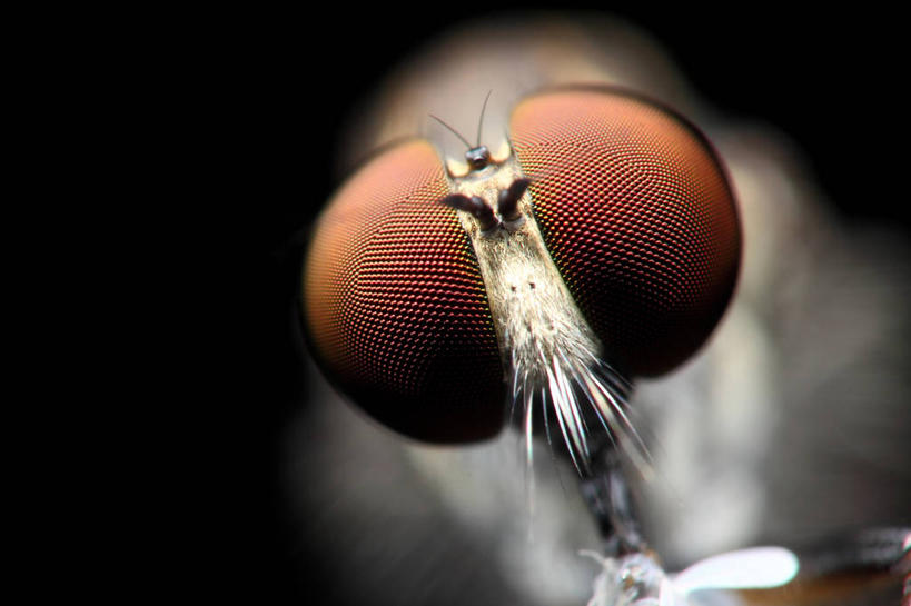 无人,横图,微距,野生动物,巴西,南美,摄影,复杂,南美洲,拉丁美洲,美洲,巴西联邦共和国,肌理,亚美利加洲,南亚美利加洲,南大河州,南里奥格兰德州,食虫虻,彩图,感知