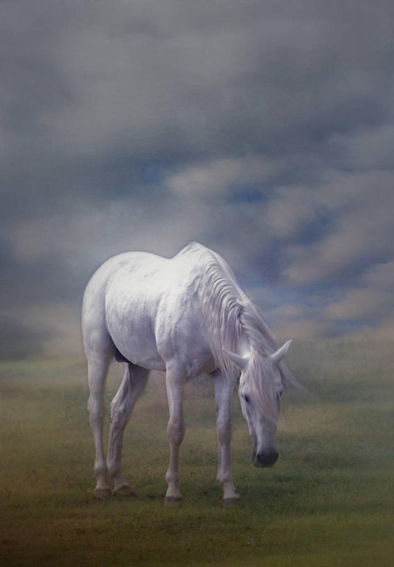 无人,站,竖图,室外,白天,自由,美景,意大利,景观,白色,自然,家畜,景色,摄影,自然风光,梦想,彩图