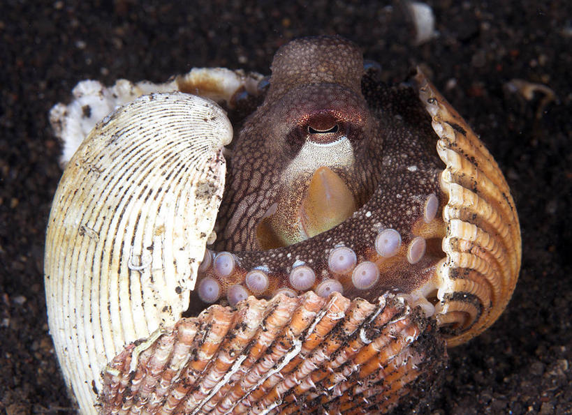 无人,横图,白天,水下,印度尼西亚,自然,摄影,隐藏,环境保护,彩图