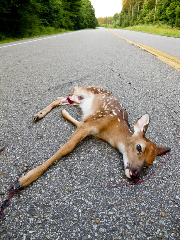 无人,躺,竖图,室外,白天,风险,森林,树林,公路,鹿,野生动物,美国,动物,血液,运输,摄影,死亡,伤口,不幸,白尾鹿,小鹿,悲哀,殒命,灭亡,危险,彩图