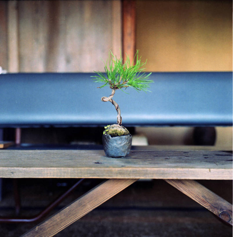 无人,竖图,室外,特写,白天,日本,木制,长椅,神奈川县,摄影,生长,简单,秧苗,镰仓,松木,彩图