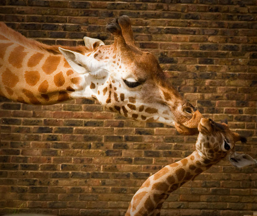 无人,横图,室外,特写,白天,长颈鹿,英国,砖,褐色,砖墙,动物,两只,摄影,关爱,诺丁汉,亲吻,彩图,爱