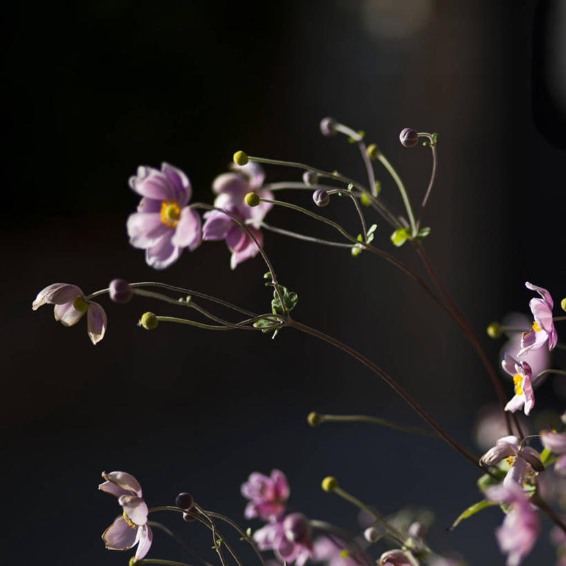 无人,方图,室外,特写,白天,美景,美国,景观,粉色,自然,景色,摄影,大波斯菊,生长,脆弱,自然风光,嫩枝,彩图