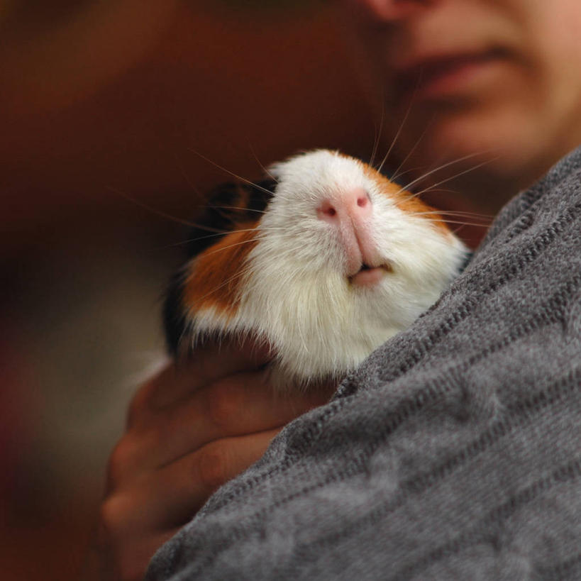 脸,头,脸颊,一个人,方图,特写,友谊,宠物,肩膀,人体,摄影,部分,运送,爱抚,华盛顿州,豚鼠,头部,手臂,脸部,脸蛋,面部,拥抱,彩图